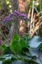 Sea Lavender, Limonium Salt Lake, flowering plant